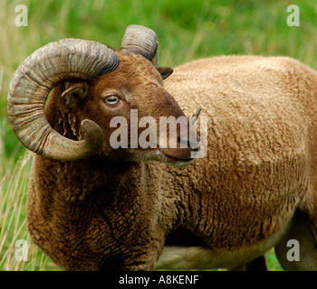 Brown adult male Shetland Sheep Stock Photo