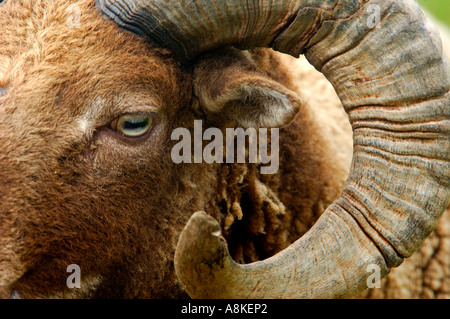 Close up head shot of brown adult male Shetland Sheep Stock Photo