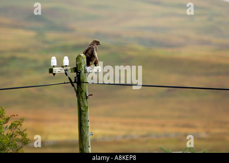 Nice clear shot of a common buzzard sitting on a telegraph pole looking for prey Stock Photo