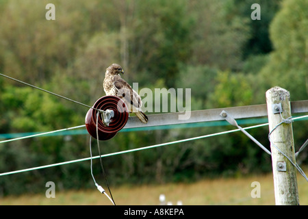 Nice clear shot of a common buzzard sitting on a telegraph pole looking for prey with good feather plumage detail and nicely lit Stock Photo