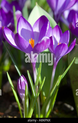 Vertical close up of a bright purple crocus in full bloom Stock Photo