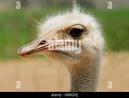 Portrait image of a ostrich Stock Photo