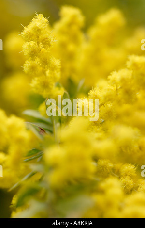 Hairy wattle flowers Acacia vestita Stock Photo