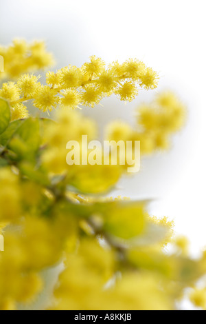 Hairy wattle flowers Acacia vestita Stock Photo