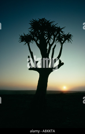 A quiver tree (aloe dichotoma) at sunset in the Namib desert, Namibia. Stock Photo