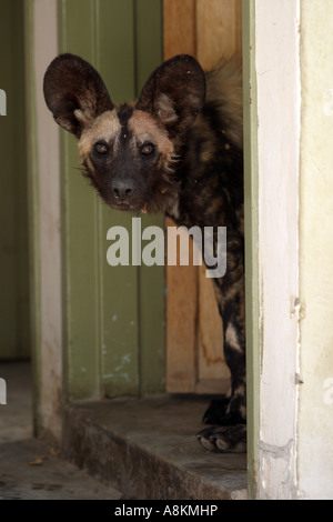 African wild dog (Lycaon pictus) in shower cabin Botswana, Africa Stock Photo