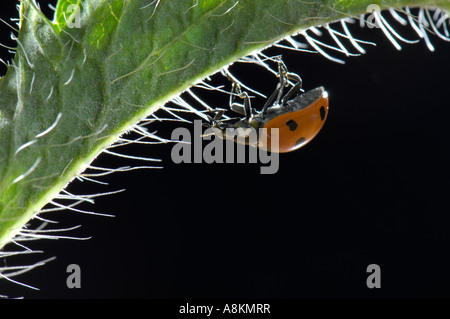 European Seven-spot ladybird (Coccinella septempunctata) on leaf of corn poppy (Papaver rhoeas) Stock Photo