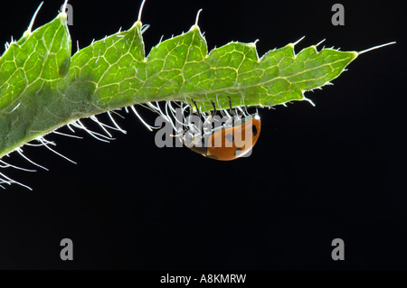 European Seven-spot ladybird (Coccinella septempunctata) on leaf of corn poppy (Papaver rhoeas) Stock Photo