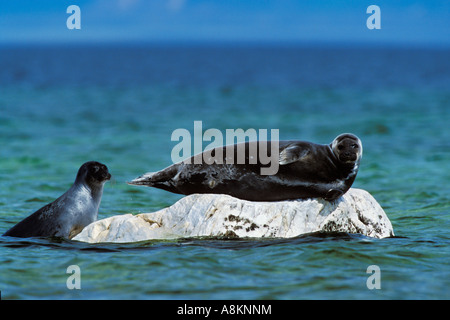 Baikal Seals, Phoca sibirica, Zabaikalsky Nationalpark, Ushkany Islands, Lake Baikal, Russia Stock Photo