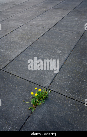 Dandelion between concrete plates Stock Photo