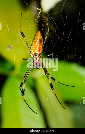 Golden Orb Spider, Golden silk orb-weaver (Nephila clavipes), Costa Rica Stock Photo