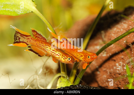 Cape Lopez Lyretail, Chocolate Lyretail, Aphyosemion australe, 2 male fishes Stock Photo