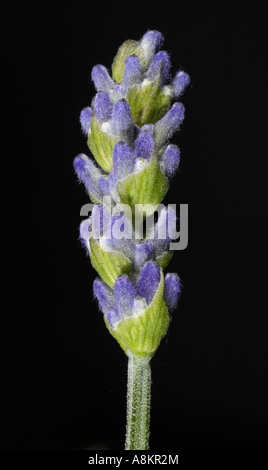 True lavender (Lavandula angustifolia) Stock Photo