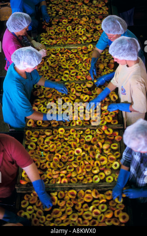 Fruit processing, South Australia Stock Photo