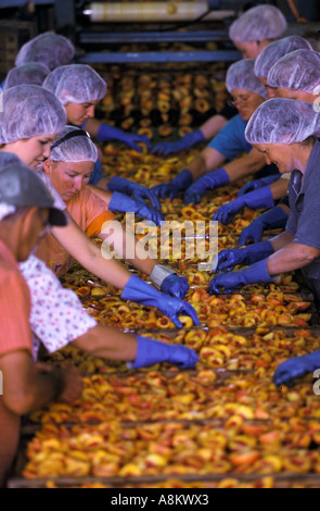 Fruit processing, South Australia Stock Photo