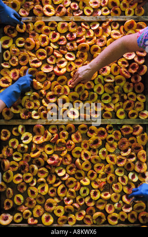 Fruit processing, South Australia Stock Photo