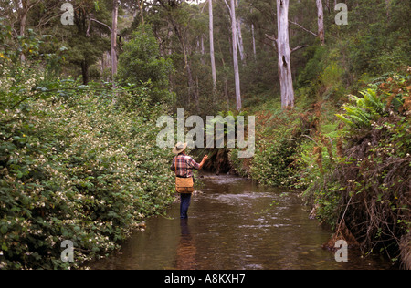 Fly fishing near Howqua River NE Victoria Australia Horizontal  Stock Photo