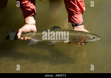 Fly fisherman releasing large native rainbow trout in the salmon river, Idaho Stock Photo