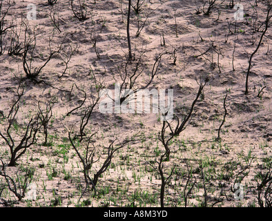 Bushfire regrowth, Australia Stock Photo