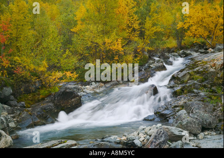 A mountain stream surrounded by forest in autumn colours Suorva Stora Sjorfallet National Park Laponia Lapland Sweden Stock Photo