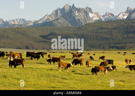 USA IDAHO Grazing cattle with Sawtooth Mountains in background Sawtooth National Recreation Area Stanley Id Stock Photo