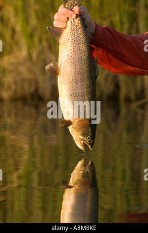 USA IDAHO Fisherman releasing Rainbow Trout in river with double reflection of the Trout Stock Photo