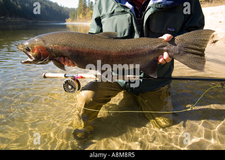 USA IDAHO Fisherman releasing large Steelhead Rainbow Trout on the Clearwater river Stock Photo