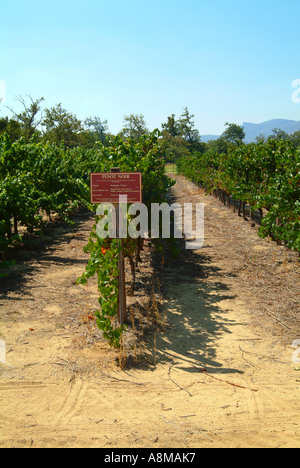 Grape Vines Growing Under Clear Blue Sky at Boschendal Winery Franschhoek Valley South Africa Stock Photo