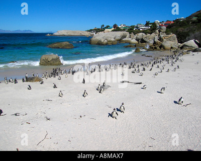 Colony of Jackass Penguins on Beach Near Simons Town Cape Province South Africa Stock Photo