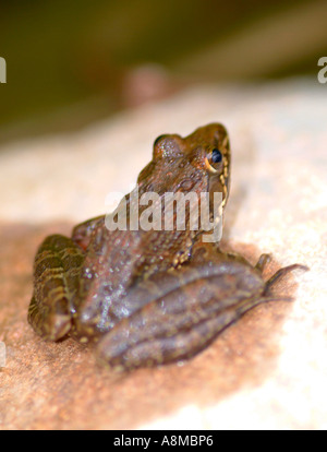 Common River Frog Sitting on a Rock At Cathedral Peak Hotel Drakensberg Mountains South Africa Stock Photo