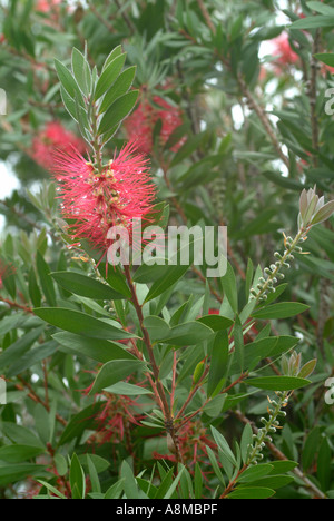 Closeup of Red Bottlebrush Flower at Cathedral Peak Hotel Drakensberg Mountains South Africa Stock Photo