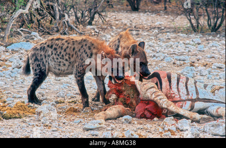 Spotted Hyena  Crocuta Crocuta Stock Photo