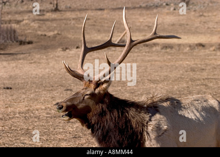 Bull Elk at Oak Creek feeding station near Naches Washington Stock Photo