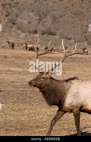 Bull Elk at Oak Creek feeding station near Naches Washington Stock Photo