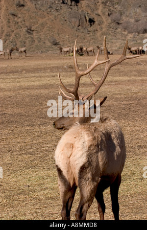 Bull Elk at Oak Creek feeding station near Naches Washington looking over his shoulder Stock Photo