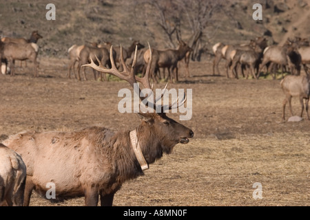 Bull Elk at Oak Creek feeding station near Naches Washington looking over his shoulder Stock Photo