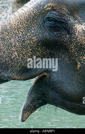 Asian Elephant (Elephas maximus) Corbett National Park India Stock Photo