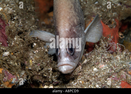 https://l450v.alamy.com/450v/a8pcd9/greater-soapfish-off-costa-rica-catalina-islands-a8pcd9.jpg