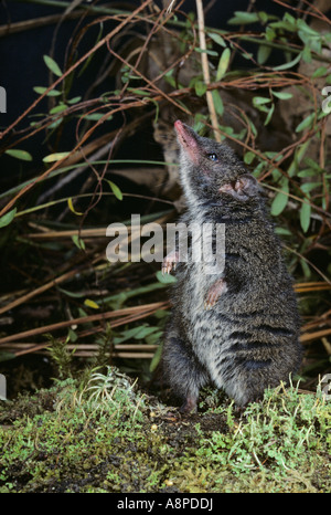 Dusky Ant Dusky Antechinus Antechinus swainsonii Photographed in Tasmania ...