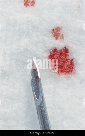 A used monovette needle with fresh blood on a stained cotton pad Stock Photo