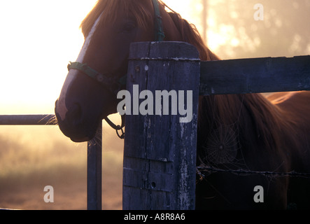 Horse in the early morning Stock Photo