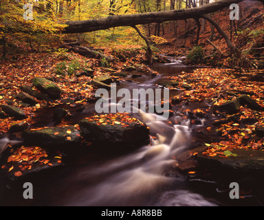 Stream in Roddlesworth Wood Autumn Lancashire Stock Photo