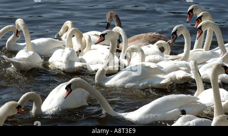 Swans Mute Swans on the River Severn at Worcester England Stock Photo