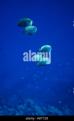 Collared Fish A group Collared butterflyfish (Chaetodon collare) swimming over a ...