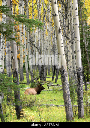 Majestic Bull Elk Sleeping But Alert In Fall Aspen Tree Grove Stock Photo
