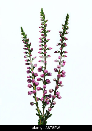 Scotch Heather pink flower Calluna vulgaris ornamental shrub bush sprawling delicate dainty Stock Photo