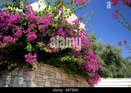Bougainvillea Almyros Aghios Ayios Nikolaos Ag Nik Eastern Crete Greece Europe