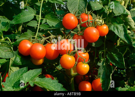 Cherry Tomatoes on the Vine Stock Photo