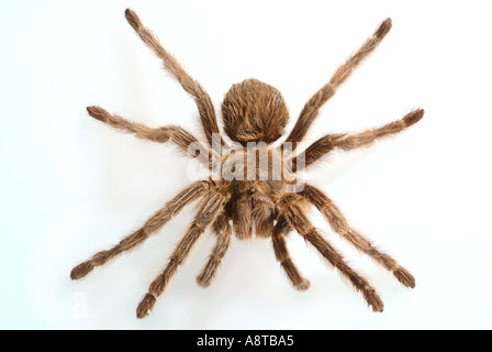 Chilean Rosehair Tarantula Grammostola gala Stock Photo
