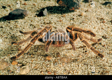 Chilean Rosehair Tarantula spider arachnid Stock Photo